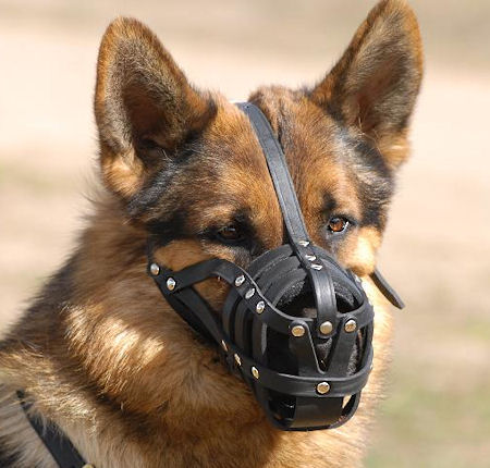Police Dog - dogs, german dog,