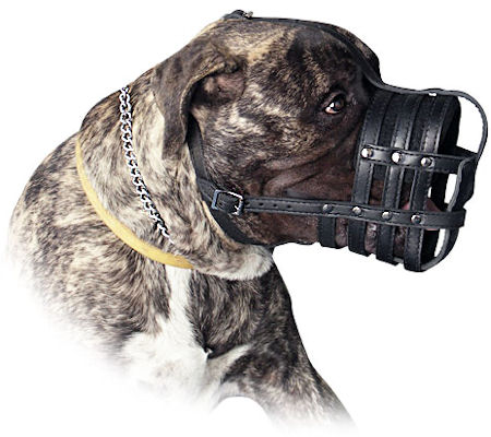Leather Basket Dog Muzzle for my Bullmastiff