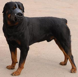Leather Dog Muzzle For Rottweiler - Custom Dog Muzzle M51