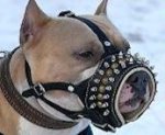 Leather PADDED MUZZLE - Royal Spiked Dog Muzzle for Amstaff