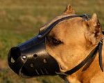Leather Dog Muzzle for American Staffordshire Terrier