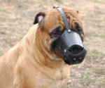 Leather Dog Muzzle for Bullmastiff - Custom Made Leather Muzzle