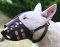 Leather Dog Muzzle for English Bull Terrier - Custom Dog Muzzle