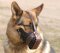 Agitation Leather Dog Muzzle For German Shepherd, K9 Dog Muzzle