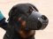 Leather Dog Muzzle For Rottweiler - Custom Dog Muzzle M51