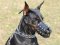 Doberman Leather Muzzle-Everyday Light Weight Ventilation muzzle