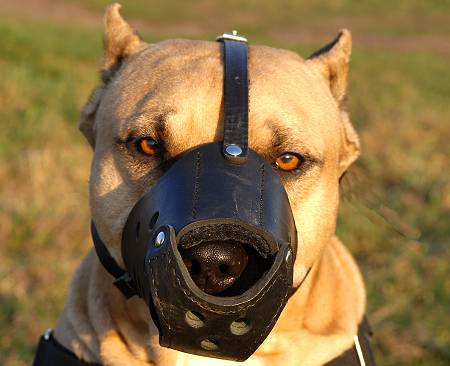 muzzle for american staffordshire terrier