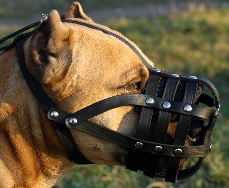 Light Weight Ventilation Leather Dog Muzzle for Amstaff M41