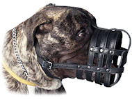 Leather Basket Dog Muzzle for my Bullmastiff Leather Basket Dog Muzzle for my Bullmastiff