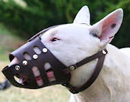 Leather Dog Muzzle for English Bull Terrier - Custom Dog Muzzle