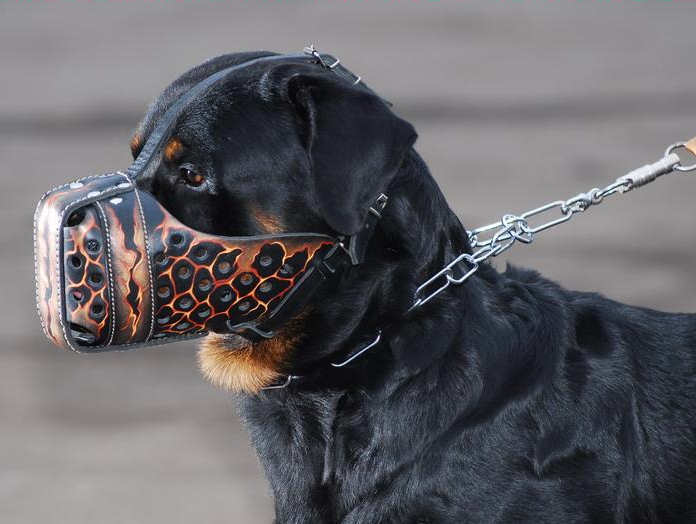 dog muzzle custom