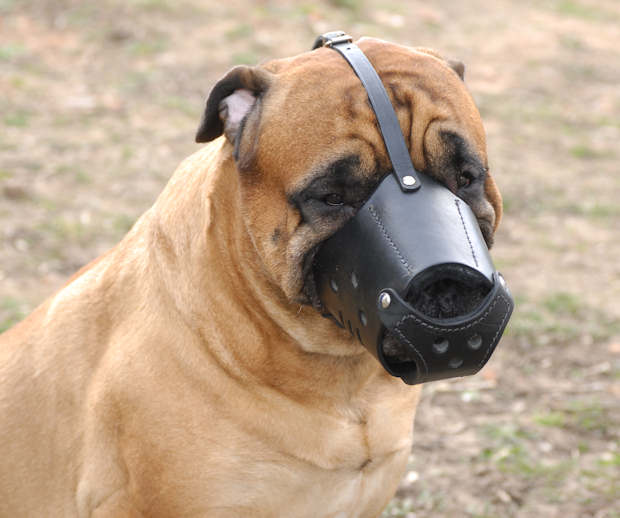 Leather Dog Muzzle for Bullmastiff Custom Made Leather Muzzle [M51