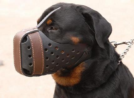 Dog Muzzle Agitation Training -Rottweiler LeatherDog Muzzle M55