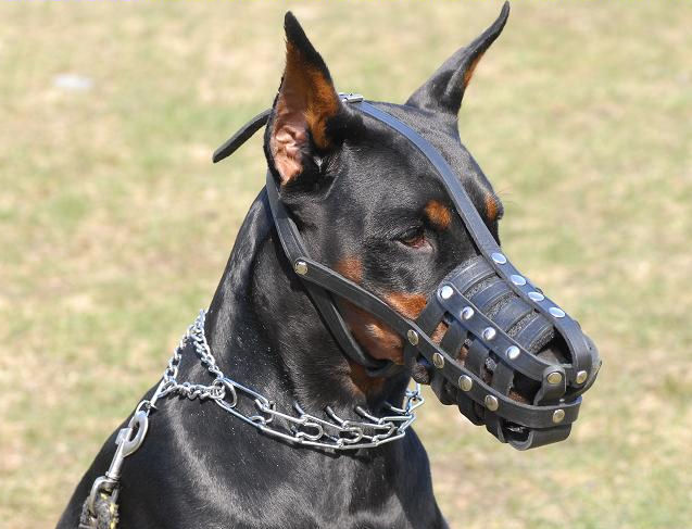 Doberman Leather Muzzle-Everyday Light Weight Ventilation muzzle - Click Image to Close