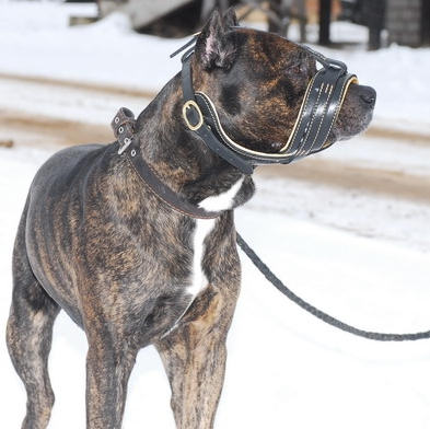 leather dog muzzle fit cane corso