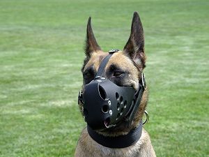 dog muzzle