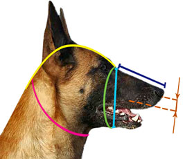 How to measure your dog for good fit muzzle