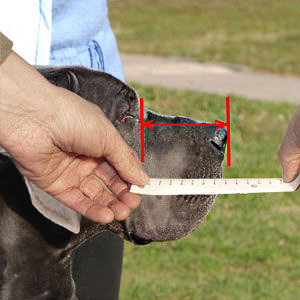 How to measure your dog step 1