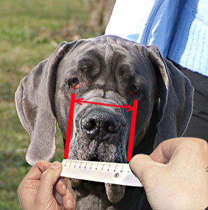 How to measure your dog step 5