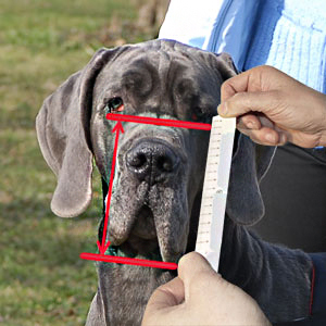 How to measure your dog step 6