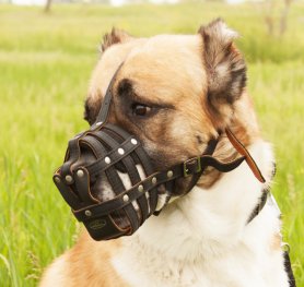 How to choose a Dog Muzzle