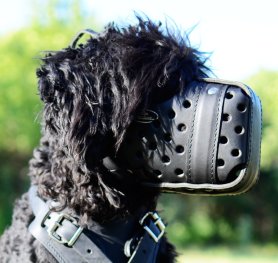 How to treat your pet’s leather muzzle