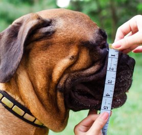 Purchasing the Right Muzzle